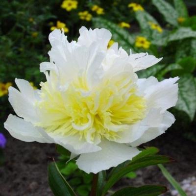 Paeonia lactiflora 'Top Brass'